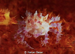 It was night dive and around 14mt . I took this photo wit... by Hakan Basar 